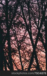Trees Background over Pink Sunset