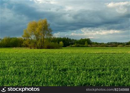 Trees behind a green field and a cloudy sky, spring rural day
