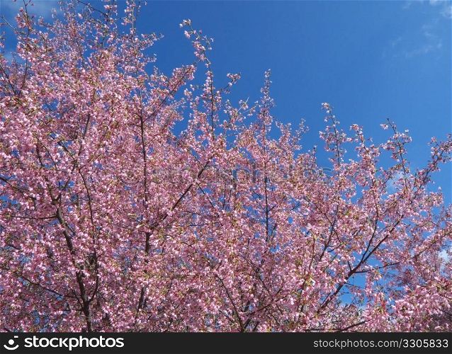 trees blooming in pink on a sunny spring day