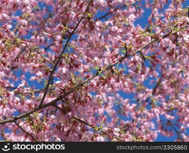 trees blooming in pink on a sunny spring day