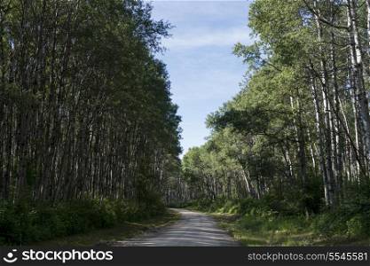Trees both sided of a dirt road, Lake Audy Campground, Riding Mountain National Park, Manitoba, Canada