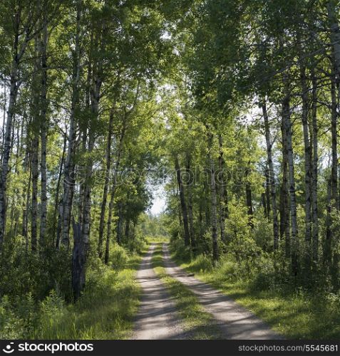 Trees both sides of a dirt road, Lake Audy Campground, Riding Mountain National Park, Manitoba, Canada