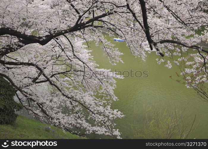 Trees Branches