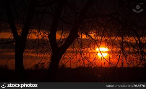 Trees branches and beautiful red sunset in the background. trees branches and red sunset