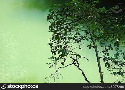 Trees branches and trunks against a green water lake
