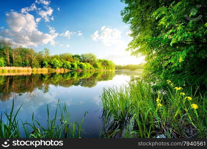 Trees by calm river in the morning