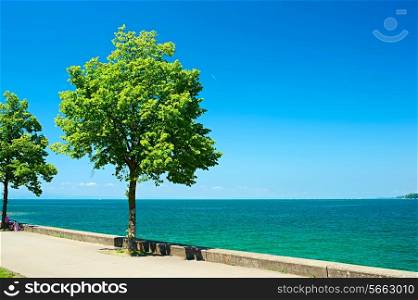 Trees by Lake Constance (Bodensee) at Germany
