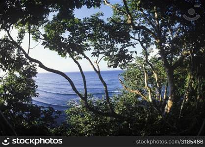 Trees by the sea, Caribbean