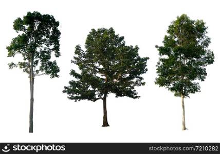 Trees Collection on white background. With clipping path, Isolated Trees.