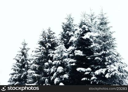 Trees covered in snow during the winter