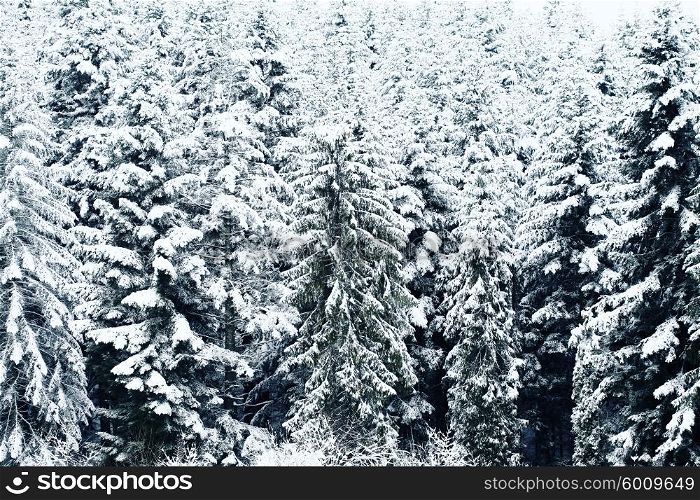 Trees covered in snow during the winter