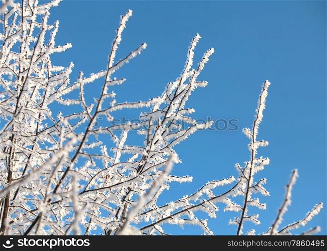 trees covered with frost against the blue sky
