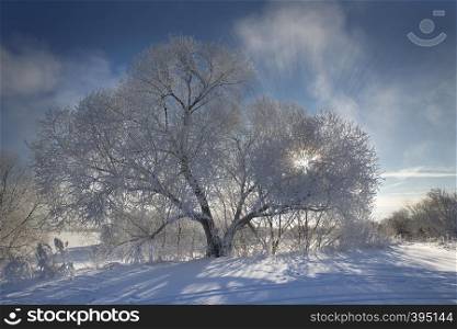 Trees covered with frost and snow on a cold and sunny winter day