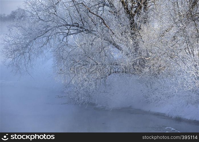 Trees covered with frost and snow on a cold winter day
