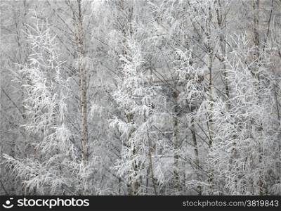 trees covered with hoarfrost