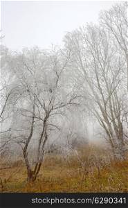 trees covered with snow and mist