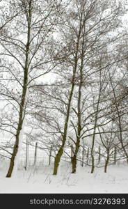 Trees covered with snow in forest