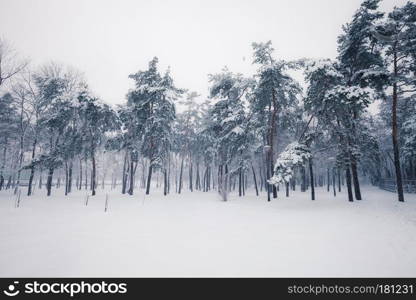 Trees covered with snow in winter snowy city park alley