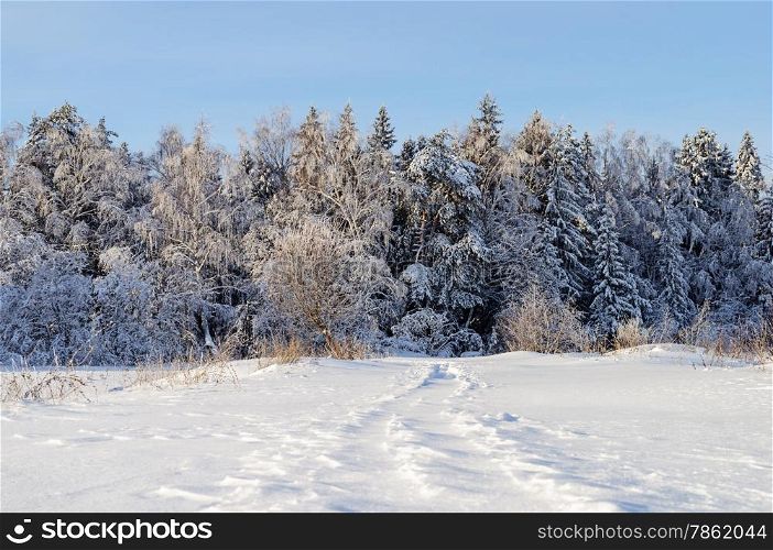 Trees covered with snow on the glade in winter forest, sunny day