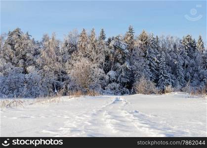 Trees covered with snow on the glade in winter forest, sunny day