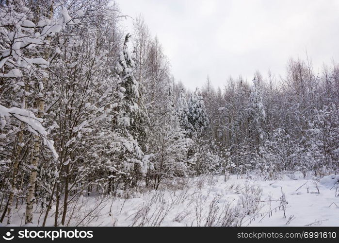 Trees covered with white snow on a cold cloudy winter day.