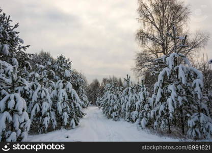 Trees covered with white snow on a cold cloudy winter day.