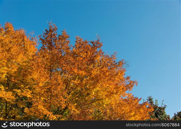 Trees during bright autumn day