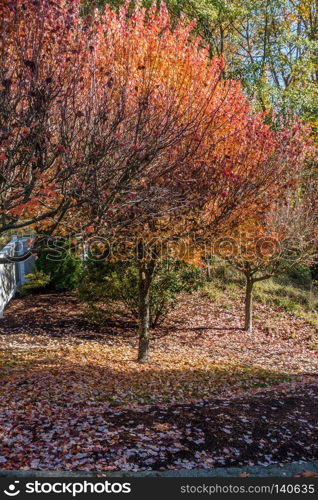 Trees explode with Autumn colors in a Burien, Washington neighborhood.