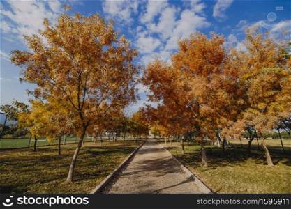 Trees filled with colorful autumn leaves in Turkey