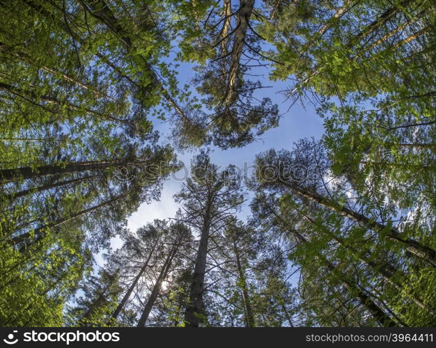 trees from the bottom up