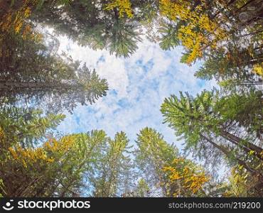 trees from the bottom up. Autumn forest