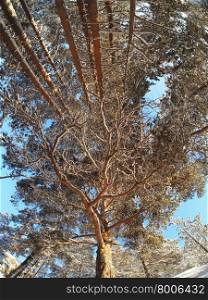 trees from the bottom up in a pine forest in winter