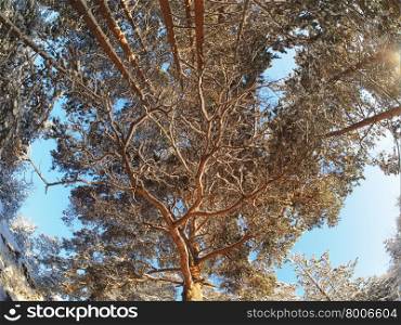trees from the bottom up in a pine forest in winter
