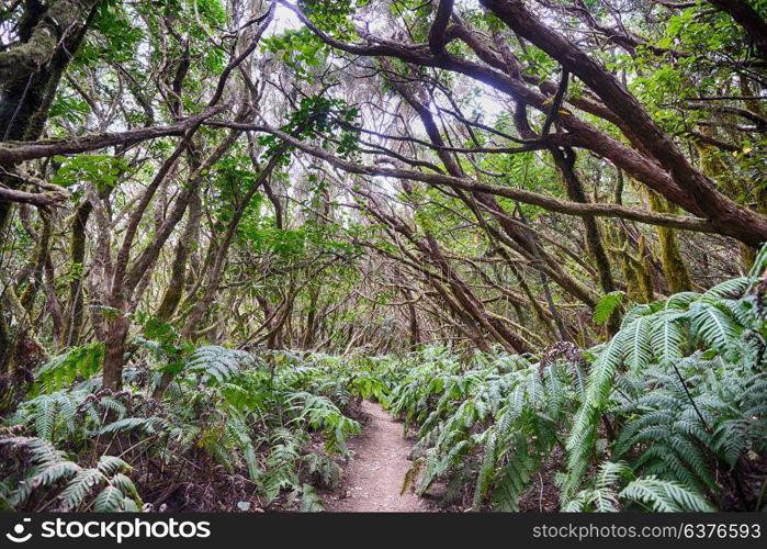 trees, grass and fern forest in mountain magic forest
