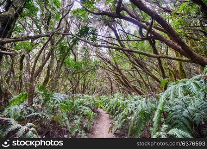 trees, grass and fern forest in mountain magic forest