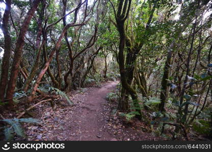 trees, grass and fern forest in mountain magic forest