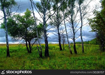 trees grow on the edge of the field. trees grow on the edge of the field, Russia