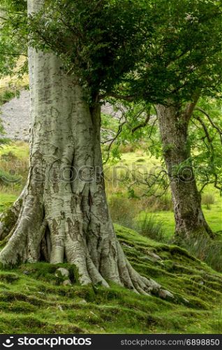 Trees growing alongside Buttermere, one of the lakes in the Lake District, Cumbria, United Kingdom.
