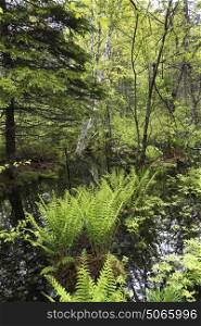 Trees growing by pond in forest, Saint-Louis-de-Kent, New Brunswick, Canada