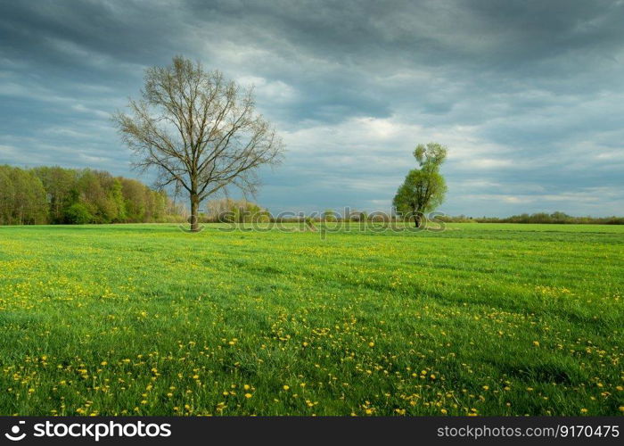 Trees growing in a green meadow with yellow flowers, spring day