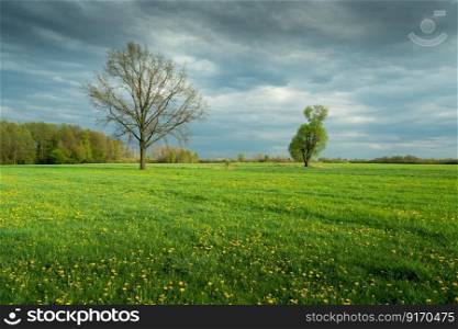 Trees growing in a green meadow with yellow flowers, spring day