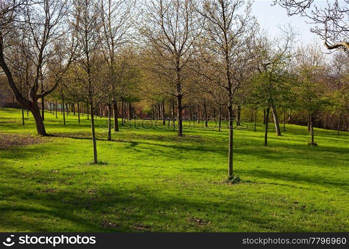 trees growing in the park