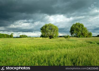 Trees growing on a green meadow and cloudy sky, Nowiny, Lubelskie, Poland
