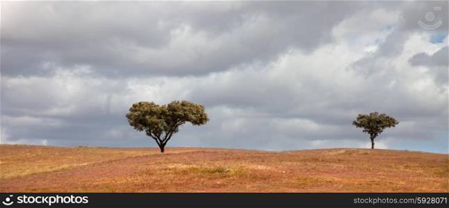 trees in a alentejo farm at the south of portugal