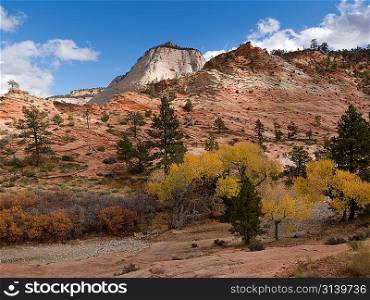 Trees in a desert, Zion National Park, Utah, USA
