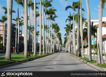 Trees in a famous street of West Palm Beach