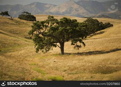 Trees in a field, High angle view of a tree in a meadow