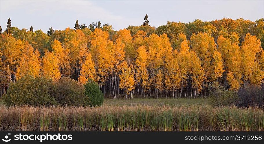 Trees in a field, Lake of the Woods, Ontario, Canada
