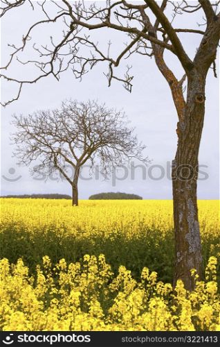 Trees in a Field of Yellow Flowers