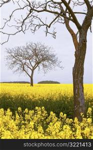Trees in a Field of Yellow Flowers